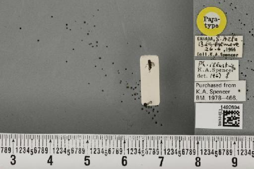 Phytomyza illustris Spencer, 1969 - BMNHE_1492694_54428