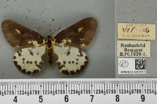 Abraxas grossulariata ab. aberdoniensis Raynor, 1923 - BMNHE_1855013_415520