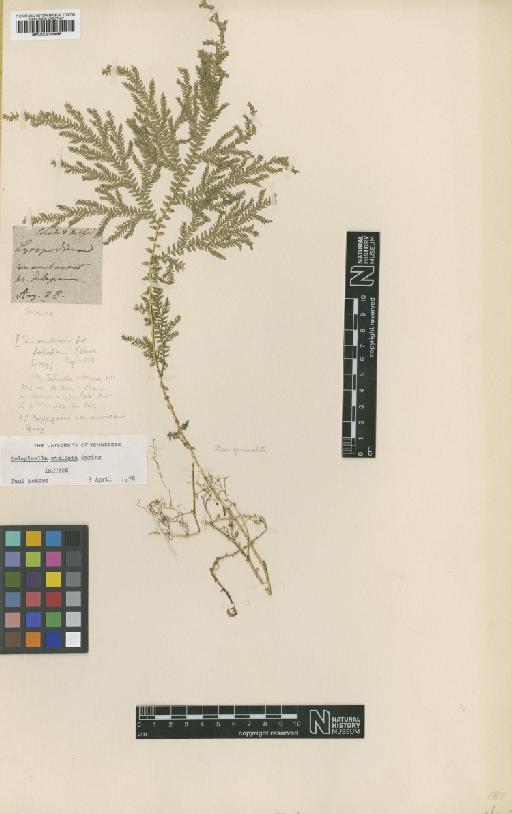 Selaginella stellata Spring - BM000936498