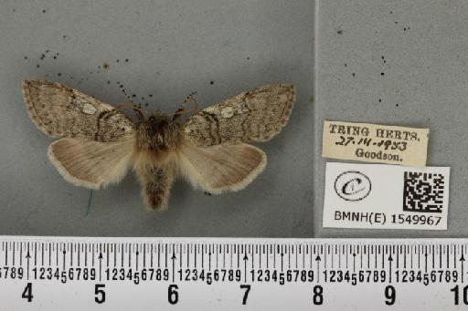Achlya flavicornis galbanus Tutt, 1891 - BMNHE_1549967_239689