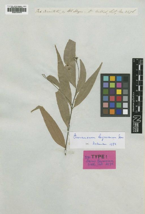 Cinnamomum heyneanum Nees - BM000950925