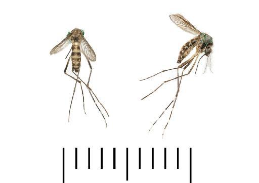 Aedes (Stegomyia) aegypti (Linnaeus, 1762) - 21