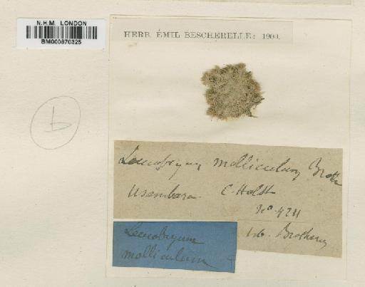Leucobryum molliculum Broth. - BM000870325