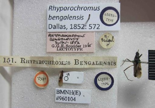 Rhyparochromus bengalensis Dallas, 1852 - Rhyparochromus bengalensis-BMNH(E)960104-Lectotype male_Labels