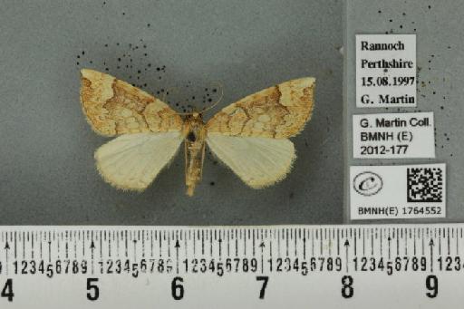 Eulithis populata (Linnaeus, 1758) - BMNHE_1764552_344465
