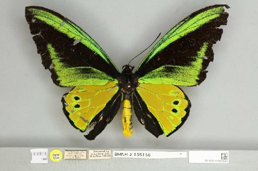 Ornithoptera goliath huebneri Rumbucher, 1973 - 013605367__