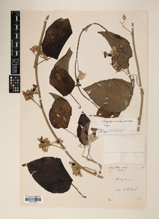 Ipomoea walshae (Ooststr.) J.R.I.Wood & Scotland - 000928970