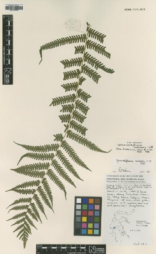 Sphaerostephanos rudisorus Holttum - BM001044947