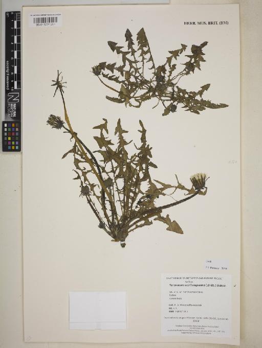 Taraxacum sect. Erythrosperma (H.Lindb.) Dahlst. - BM013721517