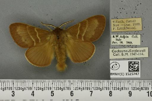 Macrothylacia rubi ab. pallida Tutt, 1902 - BMNHE_1525747_196420