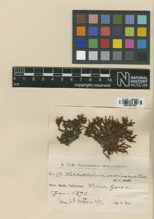 Schlotheimia serricalyx Müll.Hal. - BM000873396_a