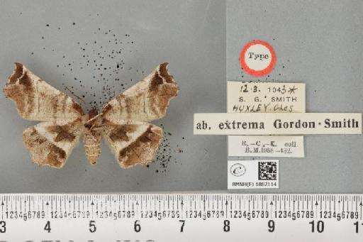 Selenia dentaria ab. extrema Smith, 1950 - BMNHE_1882114_447746