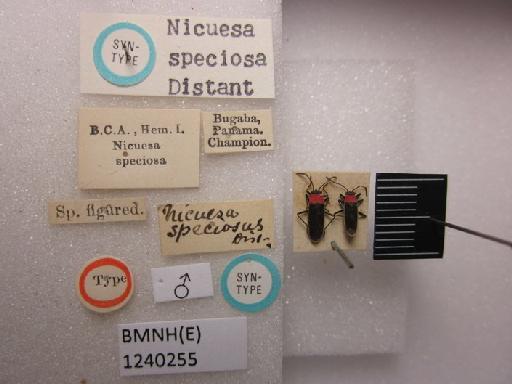 Nicuesa speciosa Distant, 1893 - Nicuesa speciosa-BMNH(E)1240255-Syntype male dorsal & labels