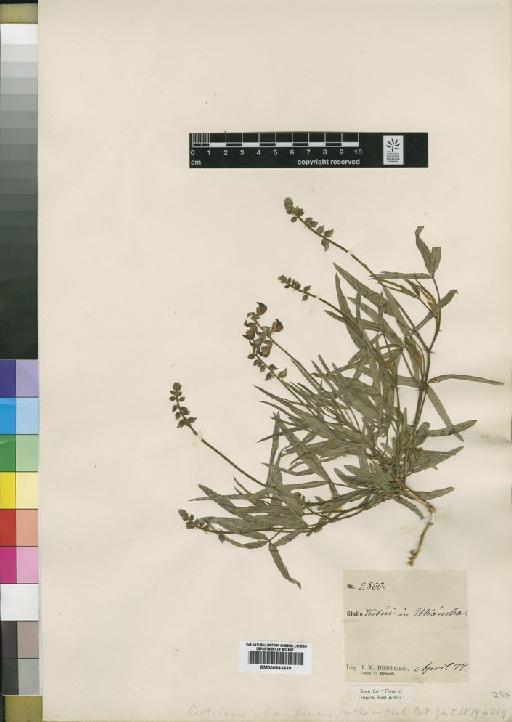Crotalaria ukambensis Vatke - BM000843439
