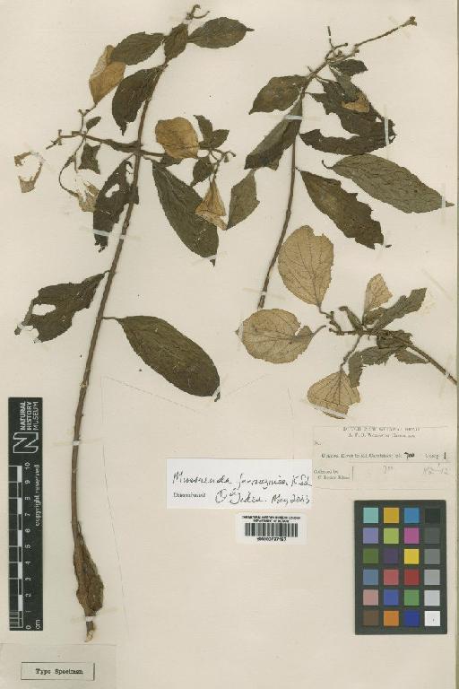 Mussaenda ferruginea Schum - BM000797187