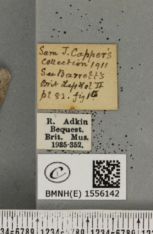 Dicallomera fascelina ab. ochreolinea Cockayne, 1951 - BMNHE_1556142_label_255963