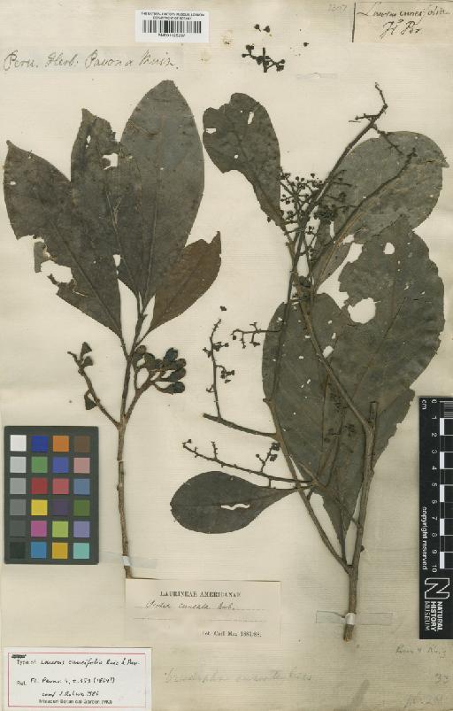 Ocotea cuneifolia (Ruiz & Pav.) Mez - BM001125237