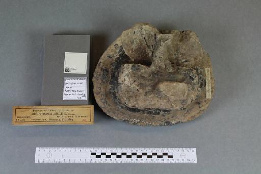 Ornithopsis hulkei Seeley, 1870 - 010032901_L010093883