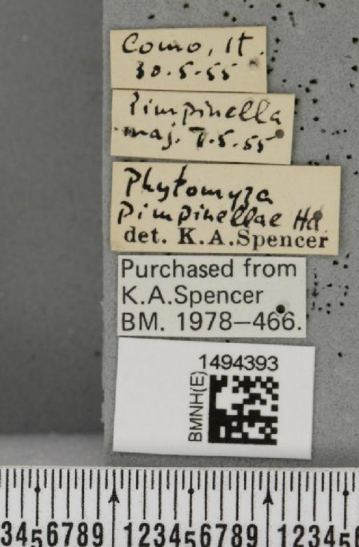 Phytomyza pimpinellae Hendel, 1924 - BMNHE_1494393_label_55054