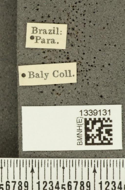 Acalymma bivittulum amazonum Bechyné, 1958 - BMNHE_1339131_label_20525