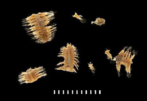 Polynoe capensis McIntosh, 1885 - Polychaete type specimen 1885.12.1.94 view 1