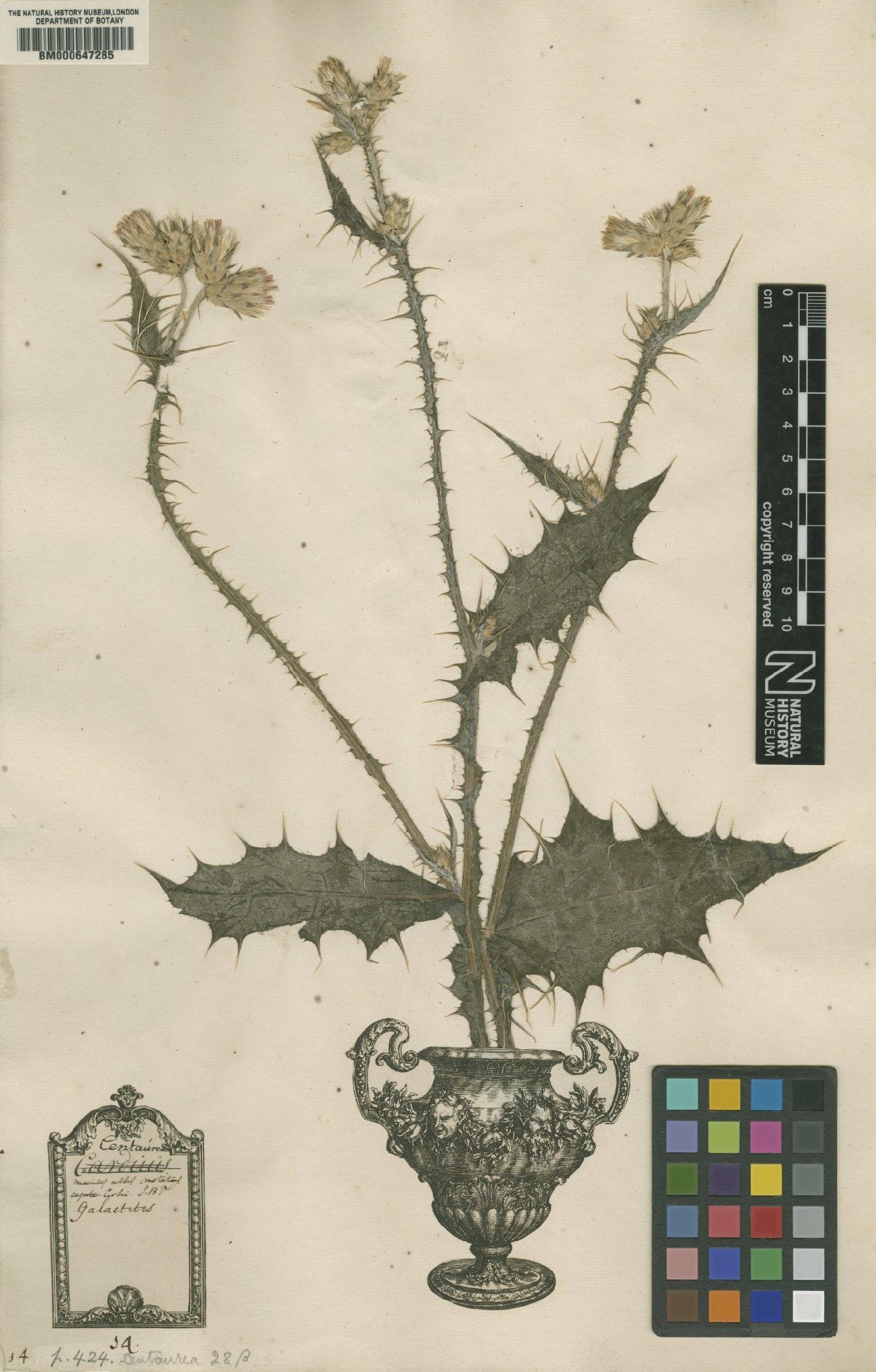 To NHMUK collection (Centaurea galactites L.; Original material; NHMUK:ecatalogue:4703058)