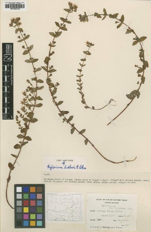 Hypericum ludlowii N.Robson - BM000946453