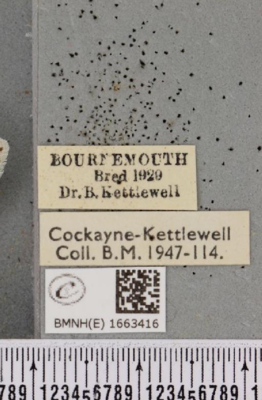 Coscinia cribraria bivittata (South, 1900) - BMNHE_1663416_label_283145