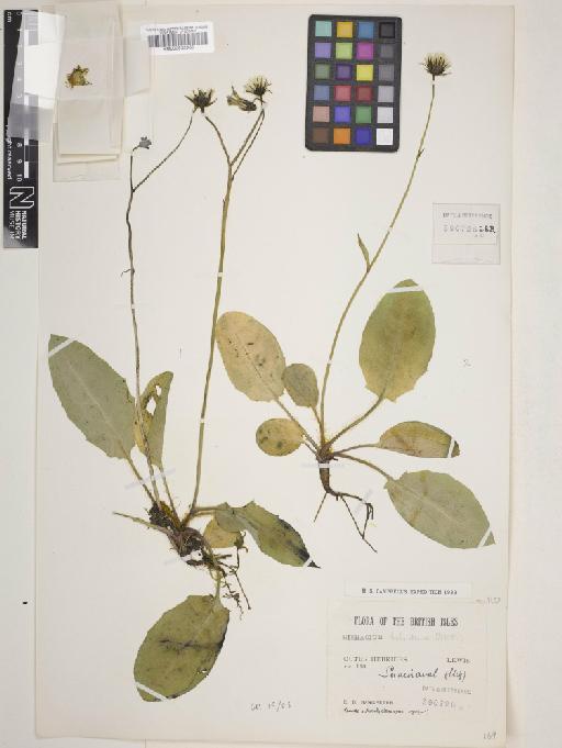 Hieracium hebridense Pugsley - 000932965_cap2