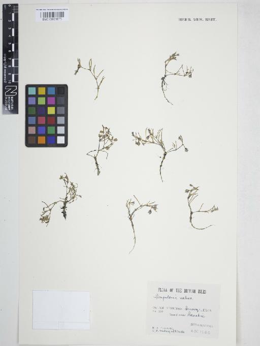 Spergularia marina (L.) Griseb. - 013863870