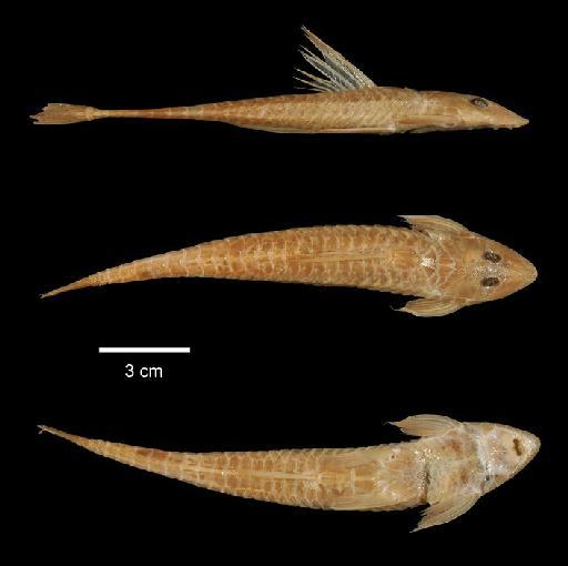 Pimelodus (Pimelodella) eigenmanni Boulenger, 1891 - 1889.11.14.65; Loricaria punctata; type; ACSI Project image