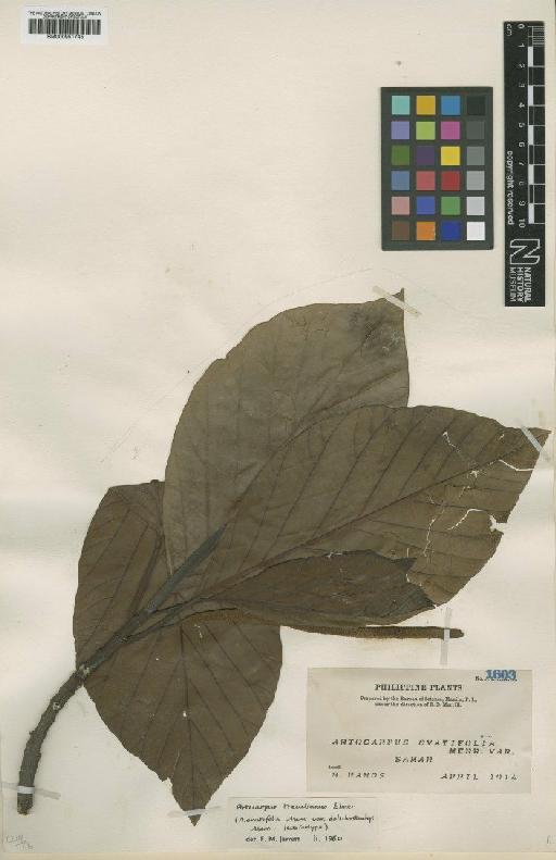 Artocarpus treculianus Elmer - BM000951745