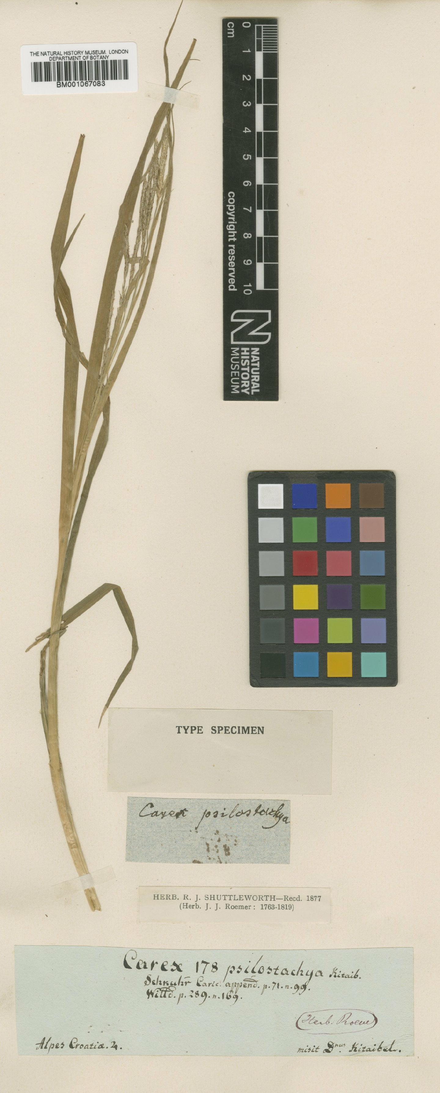 To the Natural History Museum, London (Carex sylvatica Huds. BM001067083 type 1)