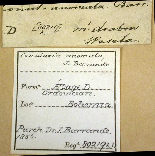 Metaconularia anomala (Barrande, 1867) - 80219k,l. Conularia anomala (label)