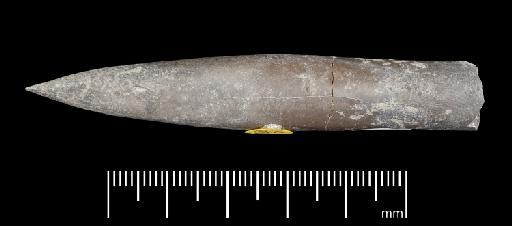 Simpsonibelus expansus (Simpson) - PI CC 1318 - belemnite