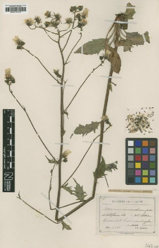 Hieracium vulgatum subsp. acuminatum (Jord.) Zahn - BM001051049