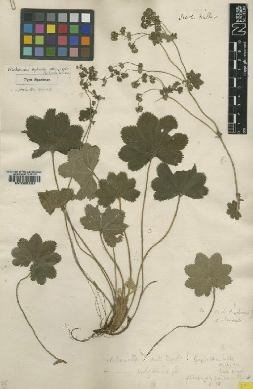 Alchemilla L. - BM000622987