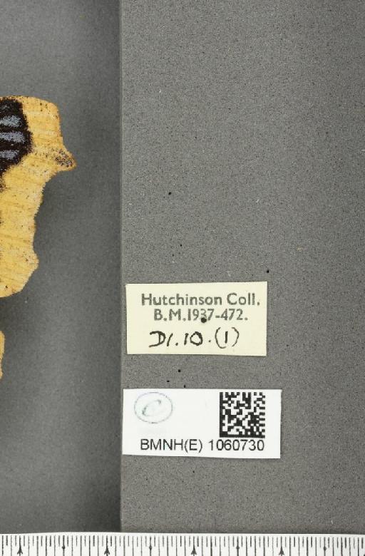 Nymphalis antiopa (Linnaeus, 1758) - BMNHE_1060730_label_21090