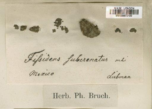 Fissidens pellucidus Hornsch. - BM000872198