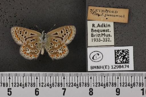 Polyommatus icarus icarus ab. elongata Tutt, 1910 - BMNHE_1298474_149050