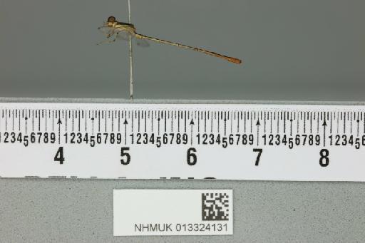 Agriocnemis hyacinthus Tillyard, 1913 - 013324131_lateral