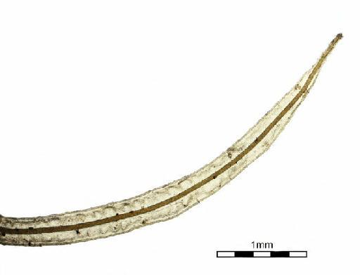 Syrrhopodon loreus (Lac) W.D.Reese - Calymperes cristatum_BM000672934tipendof