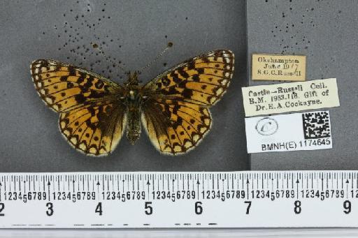 Boloria selene selene ab. obsoleta Curtis, 1933 - BMNHE_1174645_30225