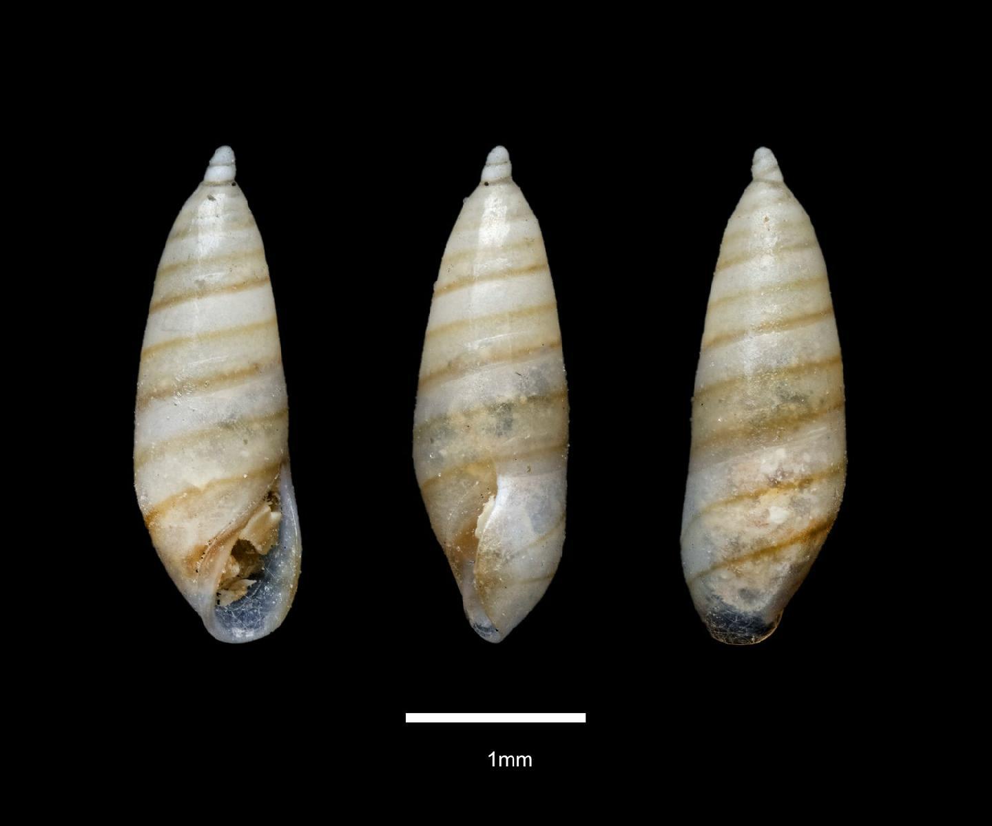 To NHMUK collection (Mucronalia exquisita G. B. Sowerby III, 1915; HOLOTYPE; NHMUK:ecatalogue:5553730)