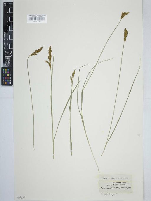 Carex appropinquata Schumach. - BM001111542 carex