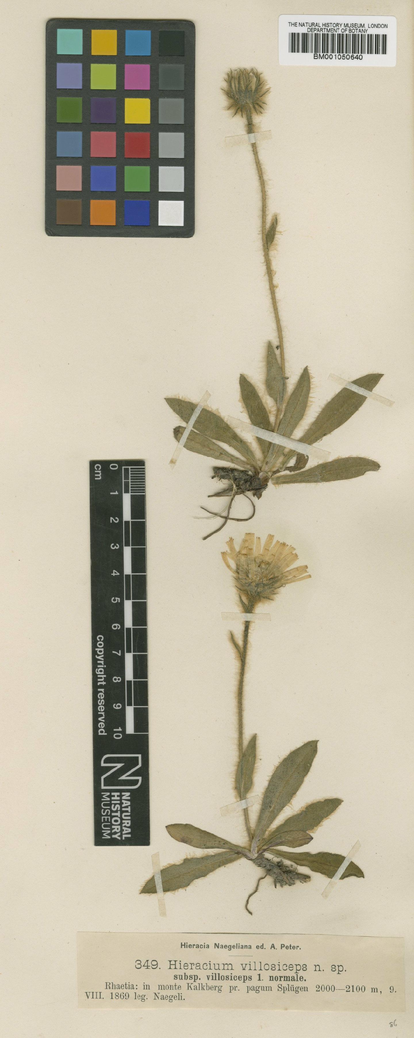 To NHMUK collection (Hieracium morisianum subsp. villosiceps Nägeli & Peter; TYPE; NHMUK:ecatalogue:2396776)