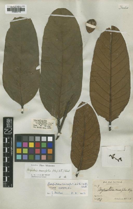 Horsfieldia crassifolia (Hook.f. & Thomson) Warb. - BM000950738