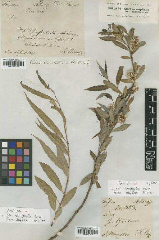 Salix acmophylla Boiss. - BM000951978