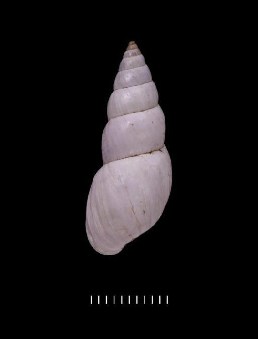 Bulimus albicolor Morelet, 1863 - 1893.2.4.169-170, SYNTYPES, Bulimus albicolor Morelet, 1863