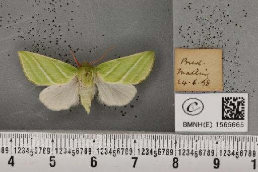 Pseudoips prasinana britannica (Warren, 1913) - BMNHE_1565665_293768